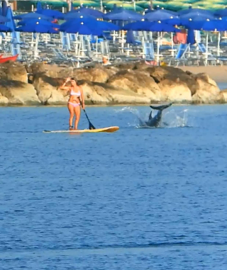 Civitanova Marche – Il delfino Osvaldo è tornato a “danzare” felice vicino la gente